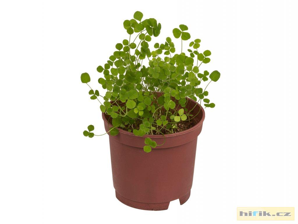 Vypěstuj si čtyřlístek - květináček